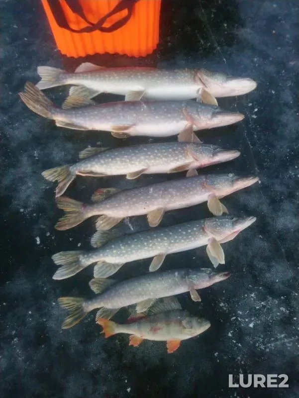 Perch, Pike — Lamna, Nov 23, 2019