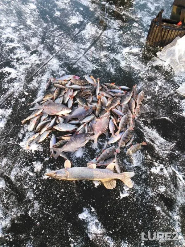 Bream, Perch — Oka, Nov 23, 2019