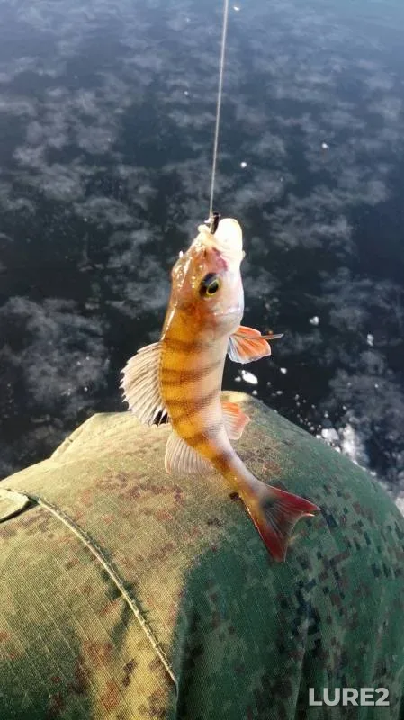 Perch — Lunskoye, Nov 23, 2019