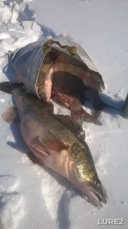 Bream, Zander — Pyana, Feb 15, 2019