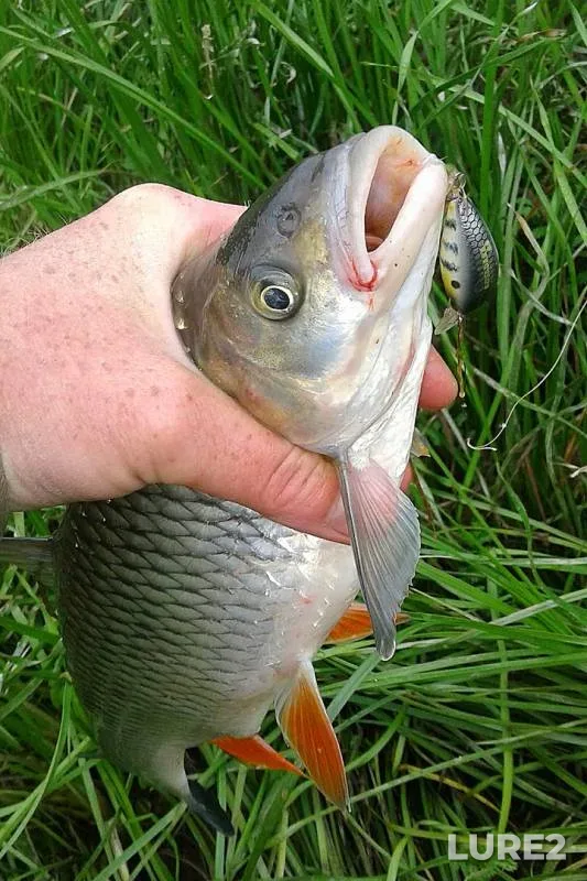 Chub — Oka, Jun 18, 2019