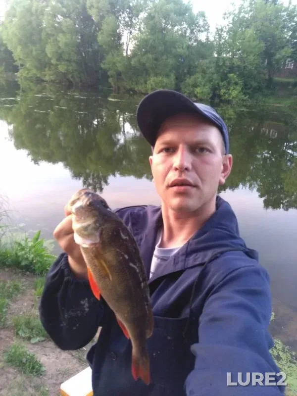 Perch — Nizhegorodskaya oblast, Jun 06, 2019