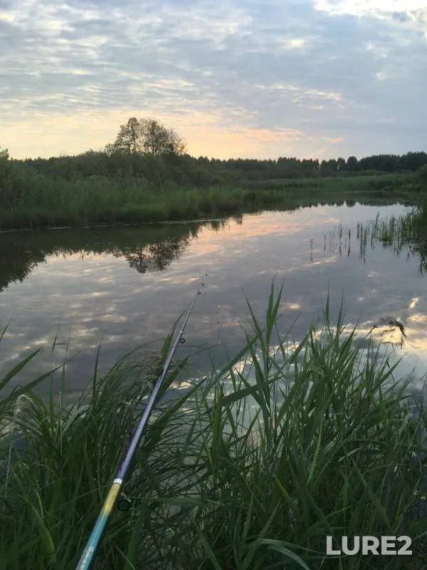 Bleak, Perch — Nizhegorodskaya oblast, Jun 23, 2019