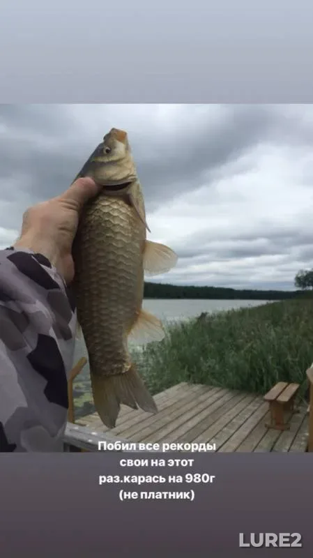 Crucian carp — Putkovo, Jul 06, 2019