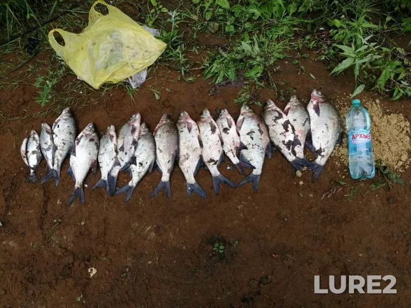 Bream — Volga, Aug 04, 2019