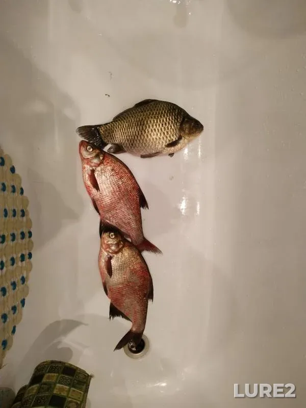 Bream, Crucian carp — Oka, Sep 11, 2019