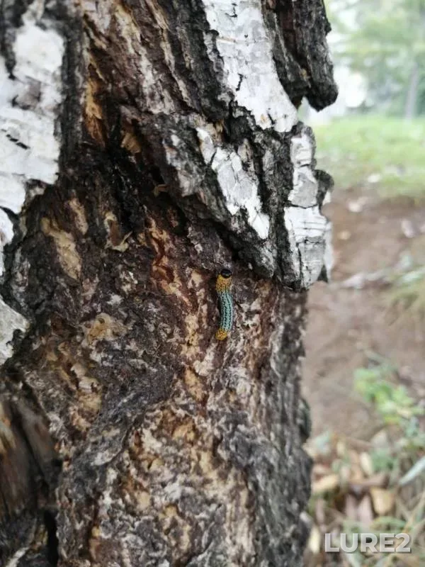 Pike — Levinka, Sep 22, 2019