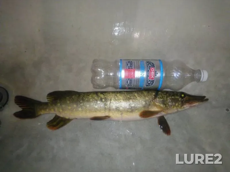 Pike — Spasskoye, Sep 28, 2019
