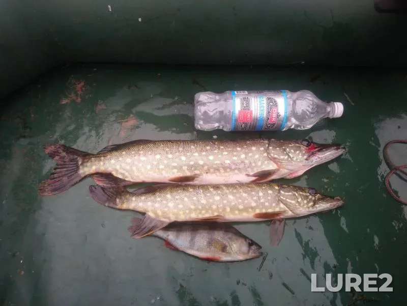 Perch, Pike — Spasskoye, Sep 29, 2019