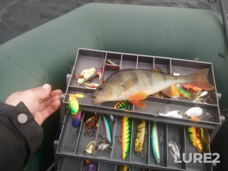 Perch, Pike — Spasskoye, Oct 12, 2019