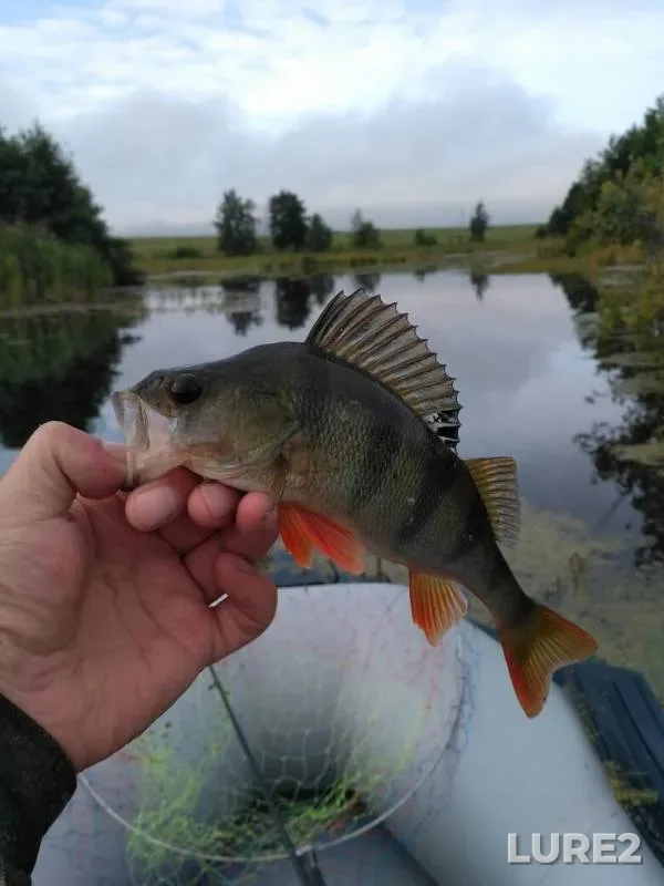Perch — Vadok, Nov 11, 2019