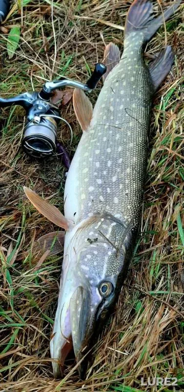 Pike — Nizhegorodskaya oblast, Nov 17, 2019