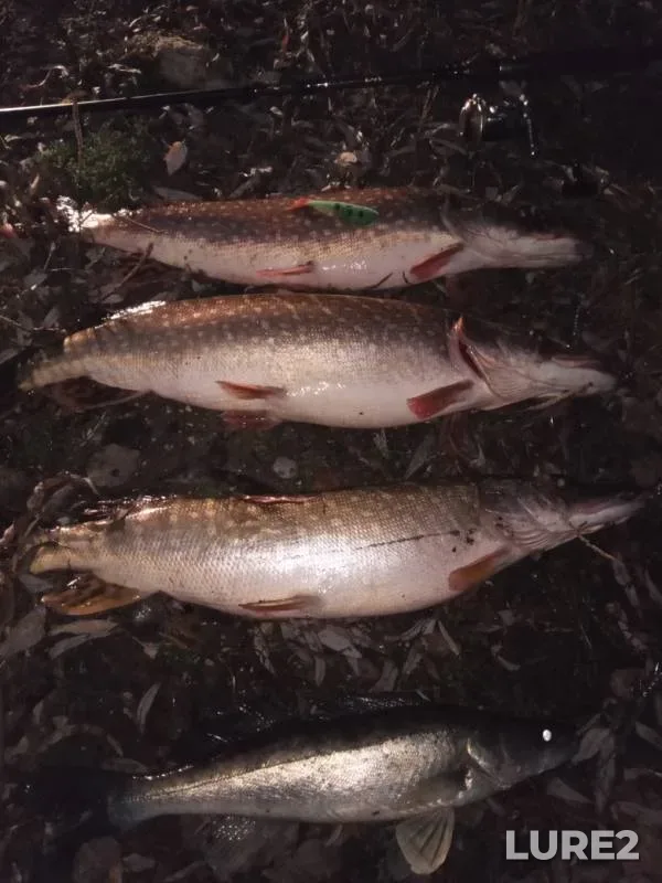 Pike, Zander — Oka, Nov 11, 2019