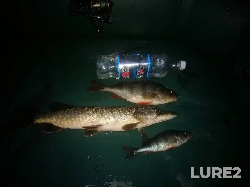 Perch, Pike — Spasskoye, Oct 26, 2019