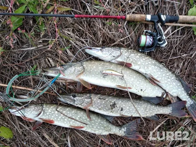 Pike — Babinskiy zaton, Sep 26, 2019