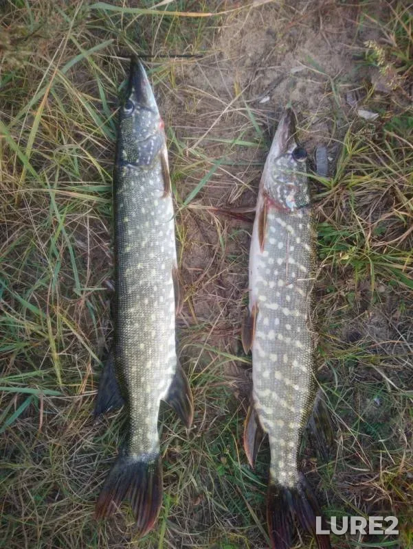Pike — Spasskoye, Sep 14, 2019