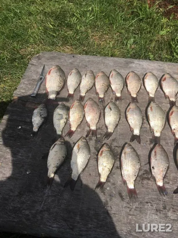 Crucian carp — Spasskoye, Aug 27, 2019