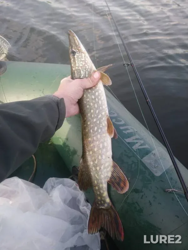 Perch, Pike — Spasskoye, Aug 24, 2019