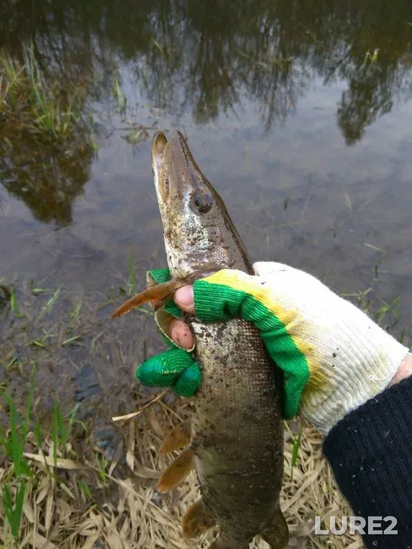 Pike — Linda, May 09, 2019
