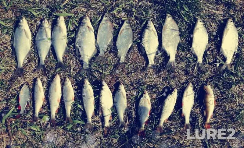Bream, Perch — Seymovskiy zaton, May 08, 2019