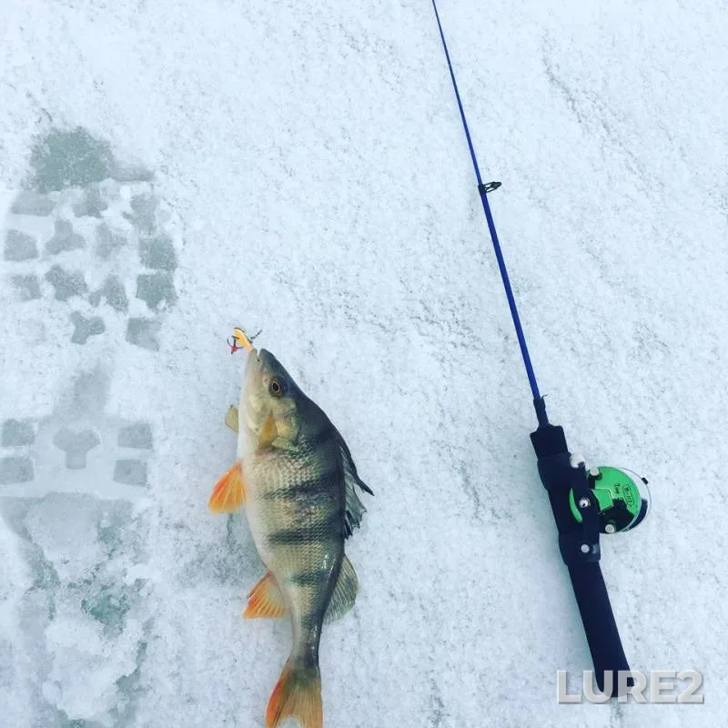 Perch, Pike — Volga, Mar 13, 2019
