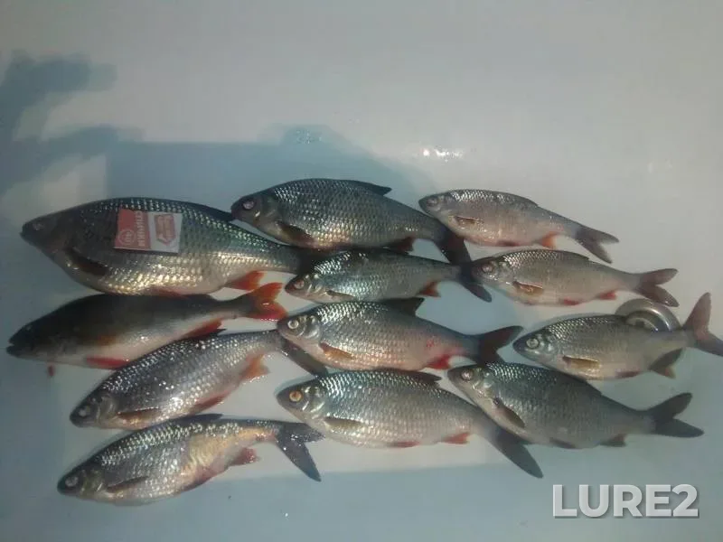 Perch, Roach — Gorkovskoye, Mar 11, 2019