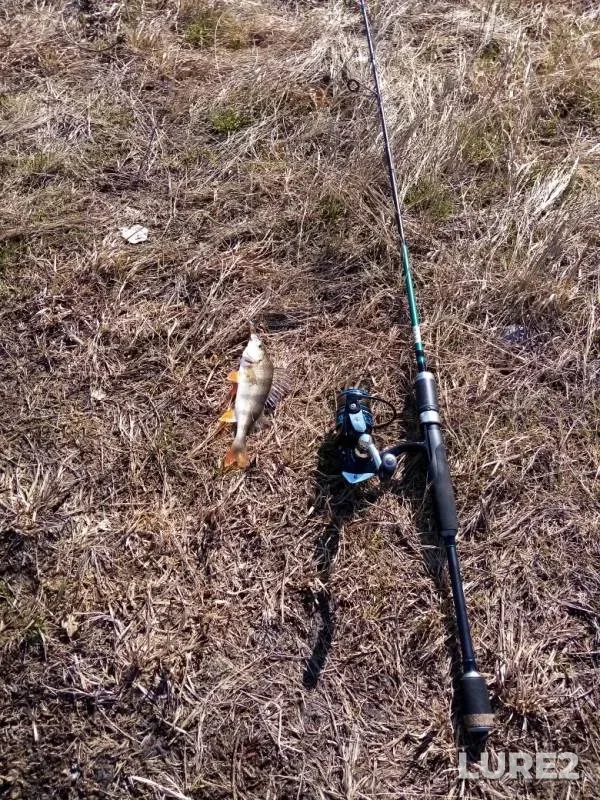 Perch — Zelyonoye, Apr 21, 2019