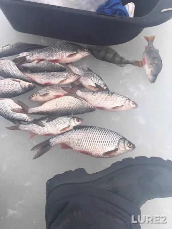 Perch, Roach — Gorkovskoye, Mar 11, 2019