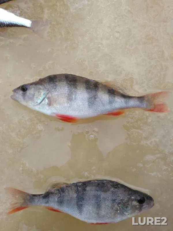 Perch — Veletma, Jan 29, 2019