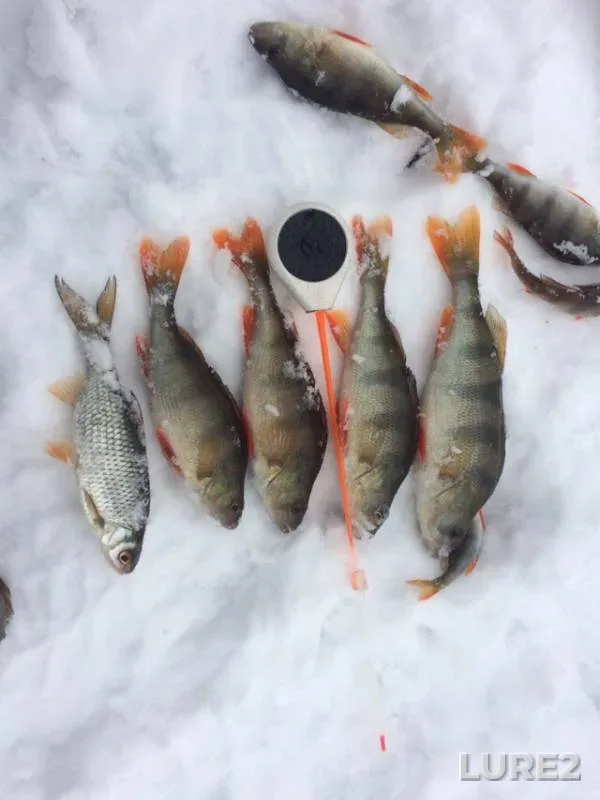 Perch, Roach — Arkhangelskaya oblast, Lenskiy rayon, Dec 14, 2018