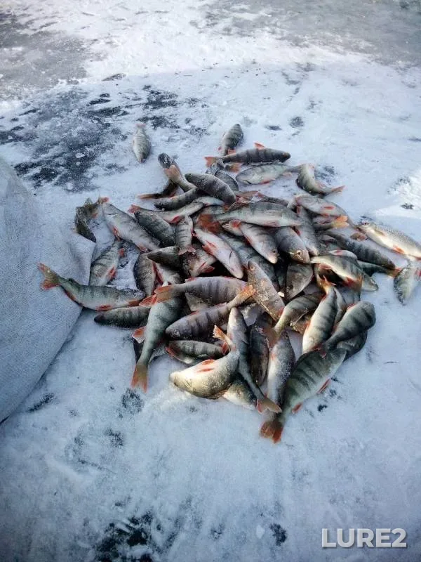 Perch — Krasnoyarskoye, Nov 24, 2019