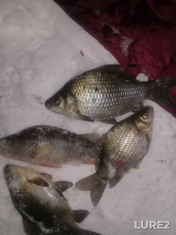 Crucian carp, Perch — Turpanye, Nov 26, 2018