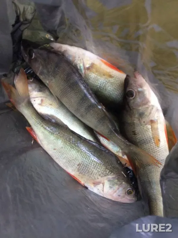 Perch — Chyornoye, Sep 02, 2018