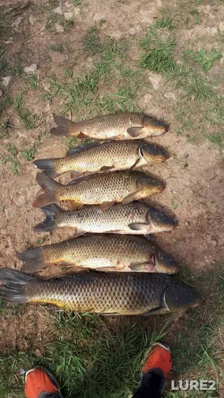 Carp — Pechet, May 11, 2019