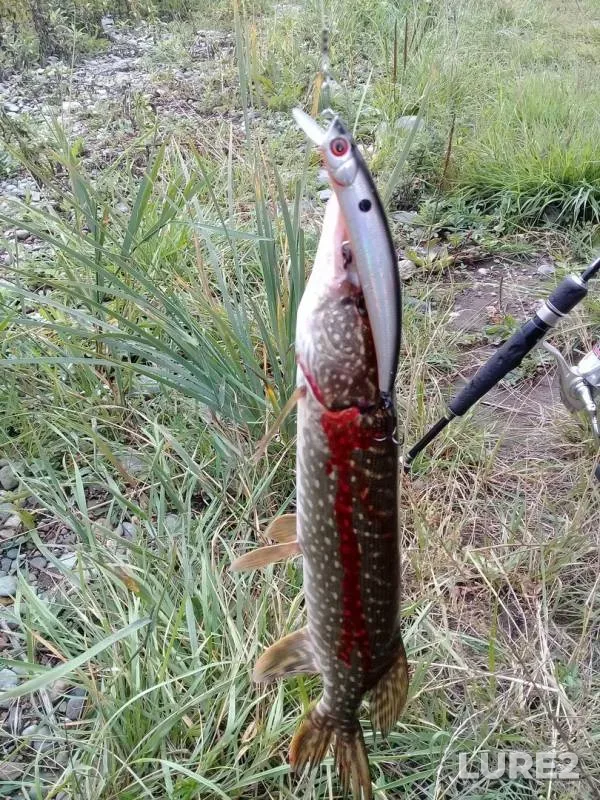Pike — Tasheba, Sep 02, 2018