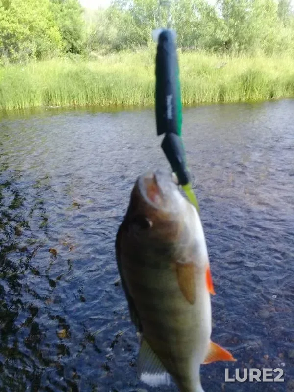 Perch, Pike — Tasheba, Jul 10, 2018