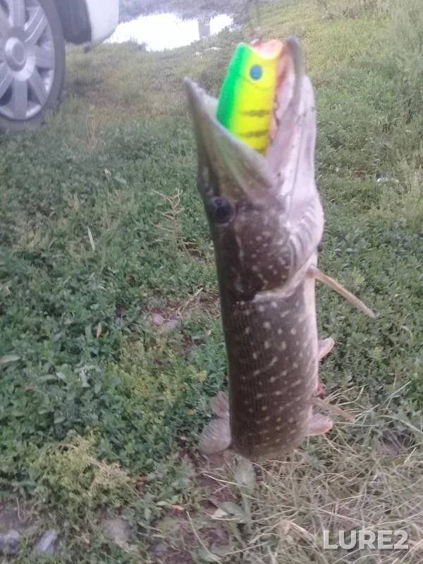 Perch, Pike — Tasheba, Jul 04, 2018