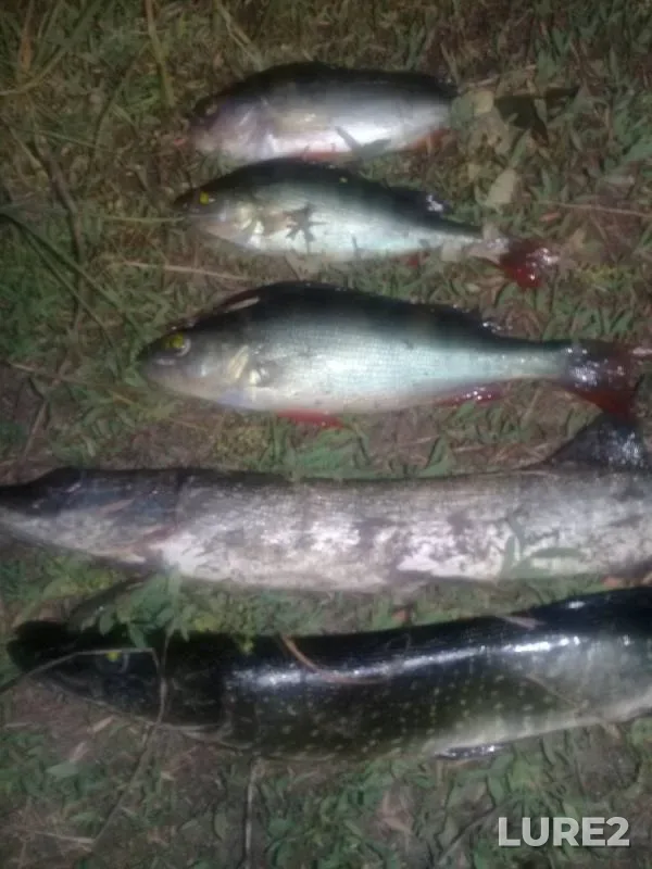 Perch, Pike — Tasheba, Jul 02, 2018