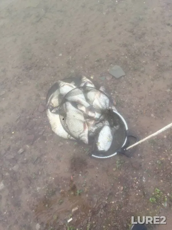 Bream — Krasnoyarskoye, Jun 21, 2018