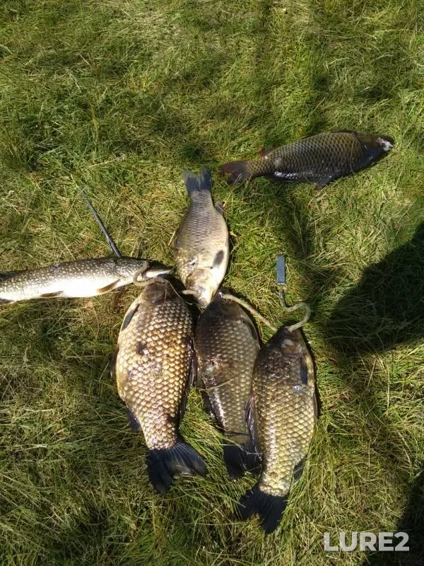 Crucian carp, Pike — Tasheba, Jun 20, 2018