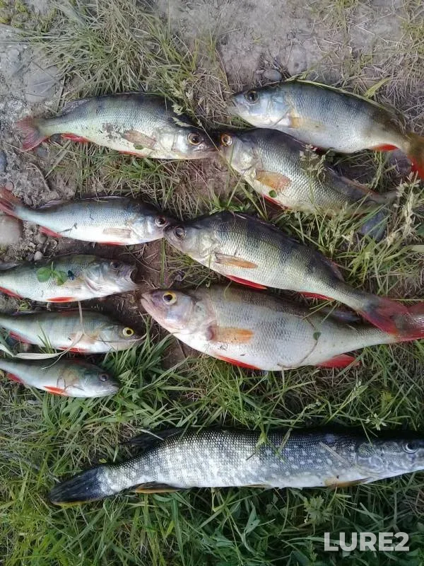 Perch, Pike — Tasheba, Jun 11, 2018