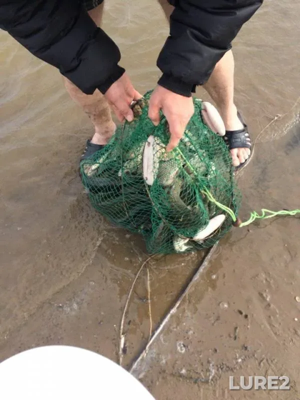 Crucian carp — Krasnoyarskoye, May 31, 2018