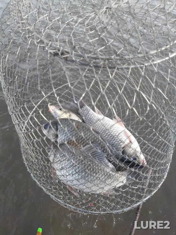 Crucian carp — Krasnoyarskoye, May 30, 2018