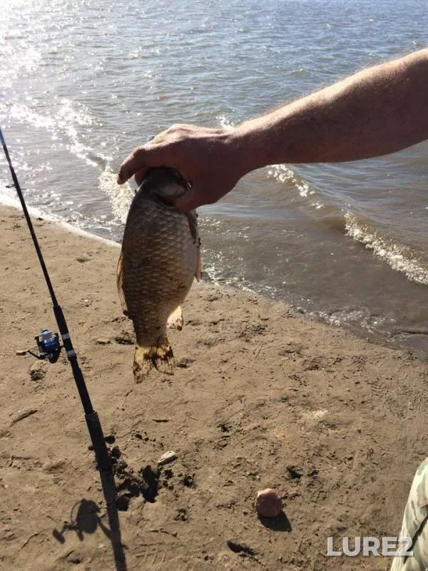 Crucian carp — Krasnoyarskoye, May 30, 2018