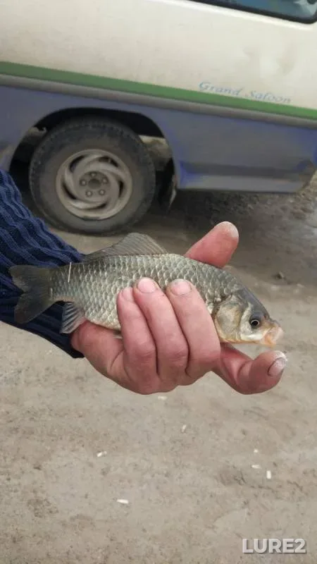 Bleak, Crucian carp — Respublika Khakasiya, May 29, 2018