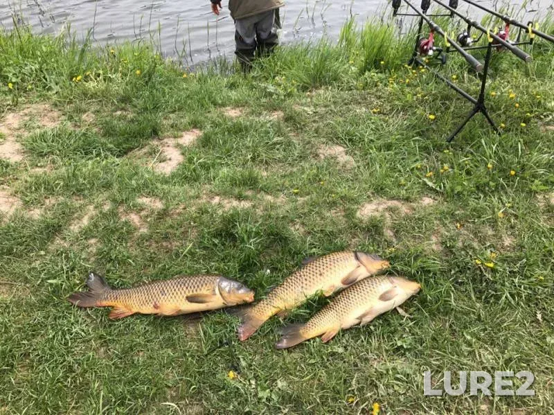 Carp — Pechet, May 28, 2017