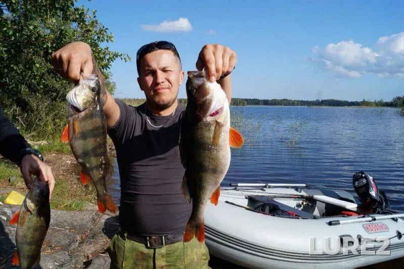 Perch — Leningradskaya oblast, Priozerskiy rayon, Oct 13, 2015