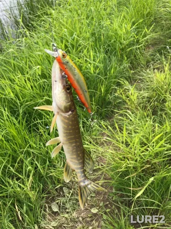 Pike — Tigoda, Jun 14, 2019