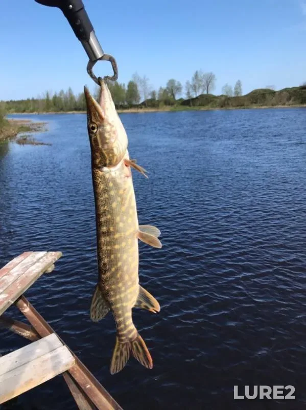 Pike — Naziya, May 13, 2019