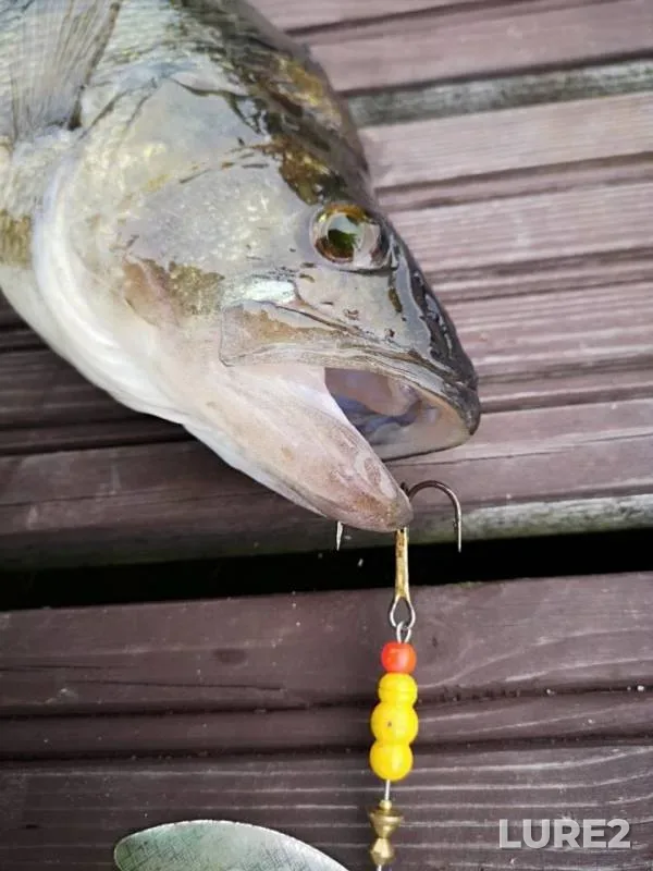 Perch, Zander — Novoladozhskiy kanal, Sep 08, 2018